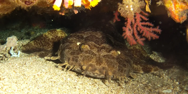 Индонезийский воббегонг Orectolobus leptolineatus под скальным выступом