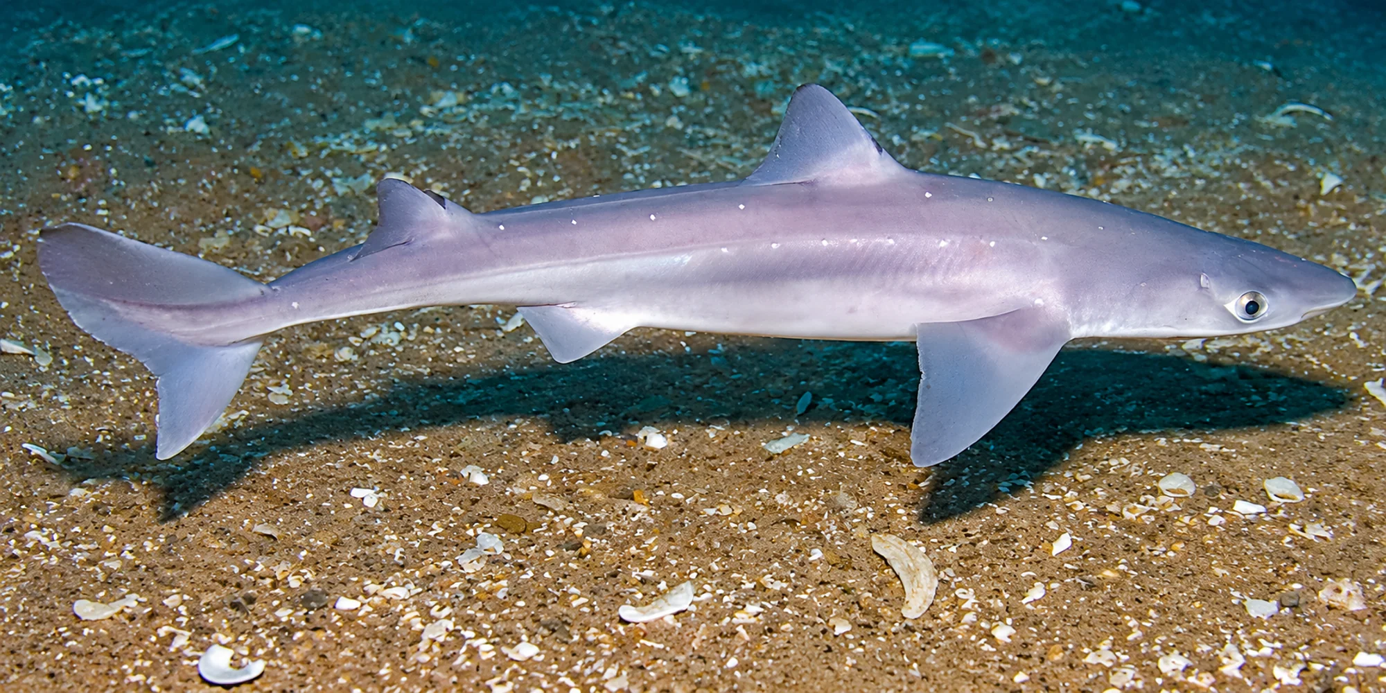 Катран Squalus acanthias над песком