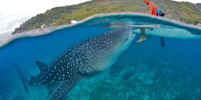 Китовая акула плывёт у самой поверхности воды возле Ослоба на Себу