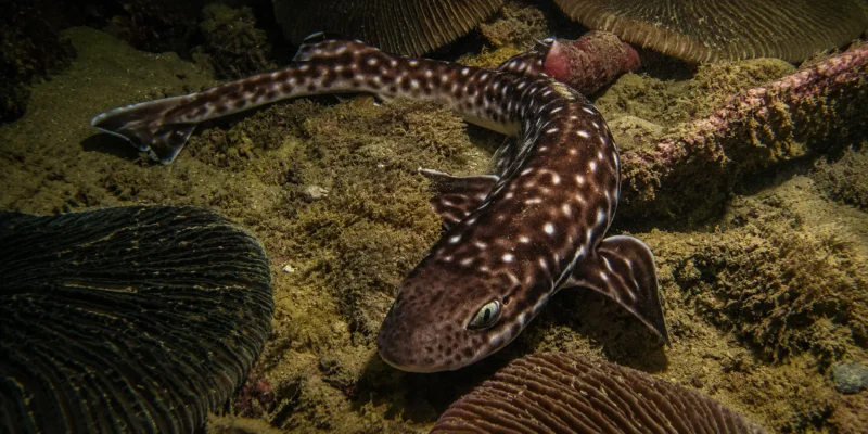 Коралловая кошачья акула Atelomycterus marmoratus среди кораллов