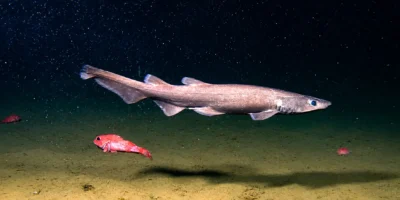 Коричневая кошачья акула Apristurus brunneus над глубоководным дном