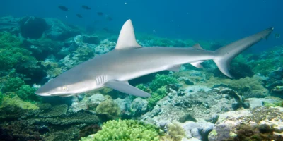 Короткопёрая серая акула Carcharhinus brevipinna