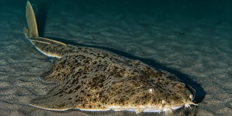 Морской ангел Squatina squatina лежит на песке