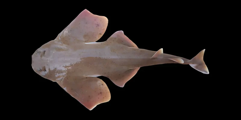 Мексиканский морской ангел Squatina mexicana