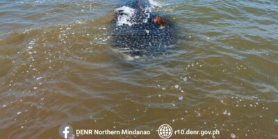 Мёртвая китовая акула (Rhincodon typus) на мелководье у Болисонга