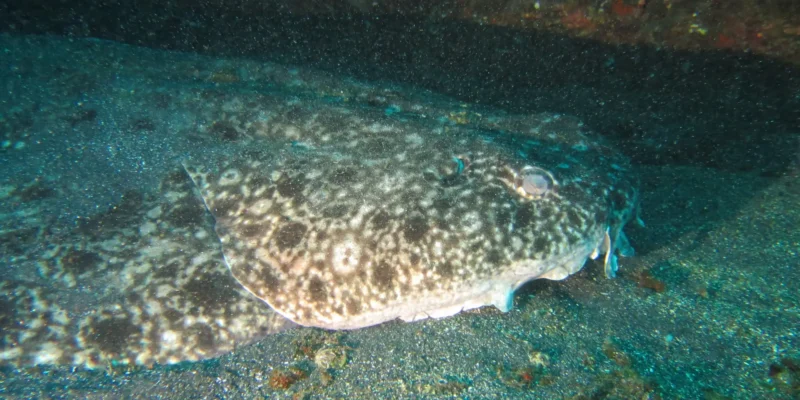 Голова и тело облачного морского ангела Squatina nebulosa