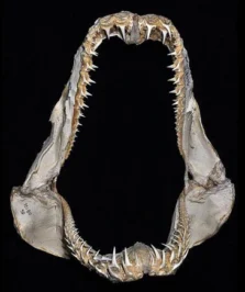 Челюсти острозубой песчаной акулы Odontaspis ferox
