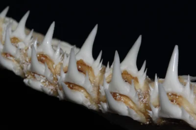 Боковые зубы острозубой песчаной акулы Odontaspis ferox