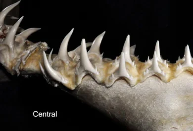 Центральные нижние зубы острозубой песчаной акулы Odontaspis ferox