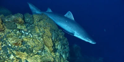 Острозубая песчаная акула Odontaspis ferox над глубоким каменистым рифом
