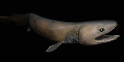 Плащеносная акула Chlamydoselachus anguineus