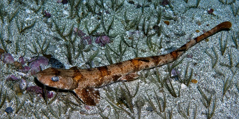 Пугливая кошачья акула Эдвардса Haploblepharus edwardsii у дна