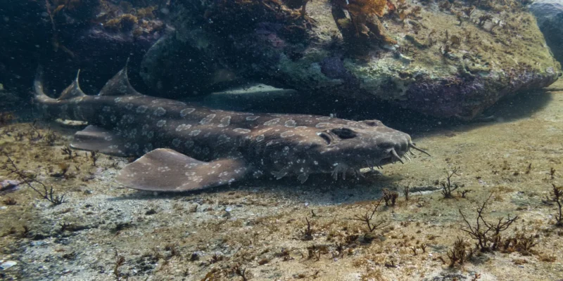 Пятнистый воббегонг Orectolobus maculatus