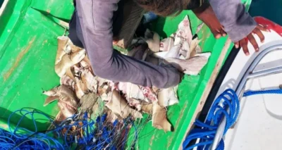 Разделанные акулы на рыбацкой лодке