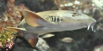 Серая бамбуковая акула Chiloscyllium griseum в Oceanopolis