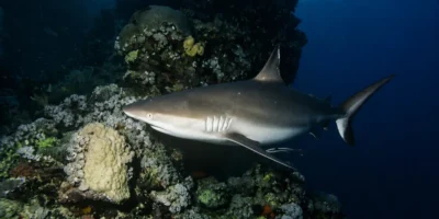 Серая рифовая акула Carcharhinus amblyrhynchos