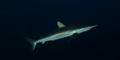 Шелковая акула Carcharhinus falciformis на черном фоне