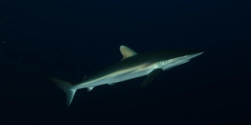 Шелковая акула Carcharhinus falciformis на черном фоне