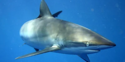 Шелковая акула Carcharhinus falciformis у Кубы