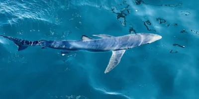 Синяя акула Prionace glauca у поверхности воды