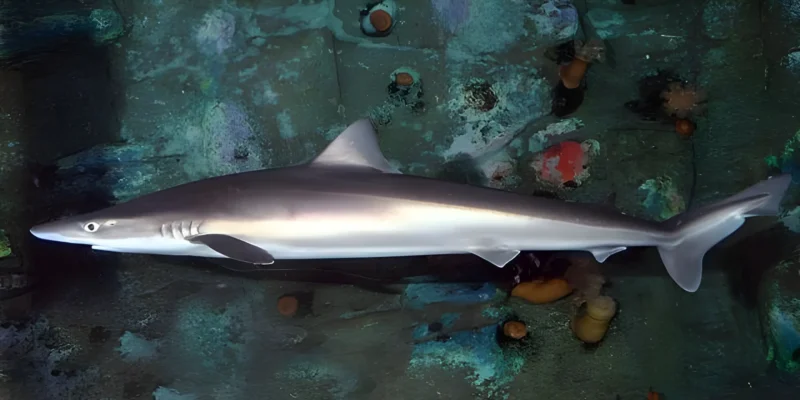 Суповая акула Galeorhinus galeus