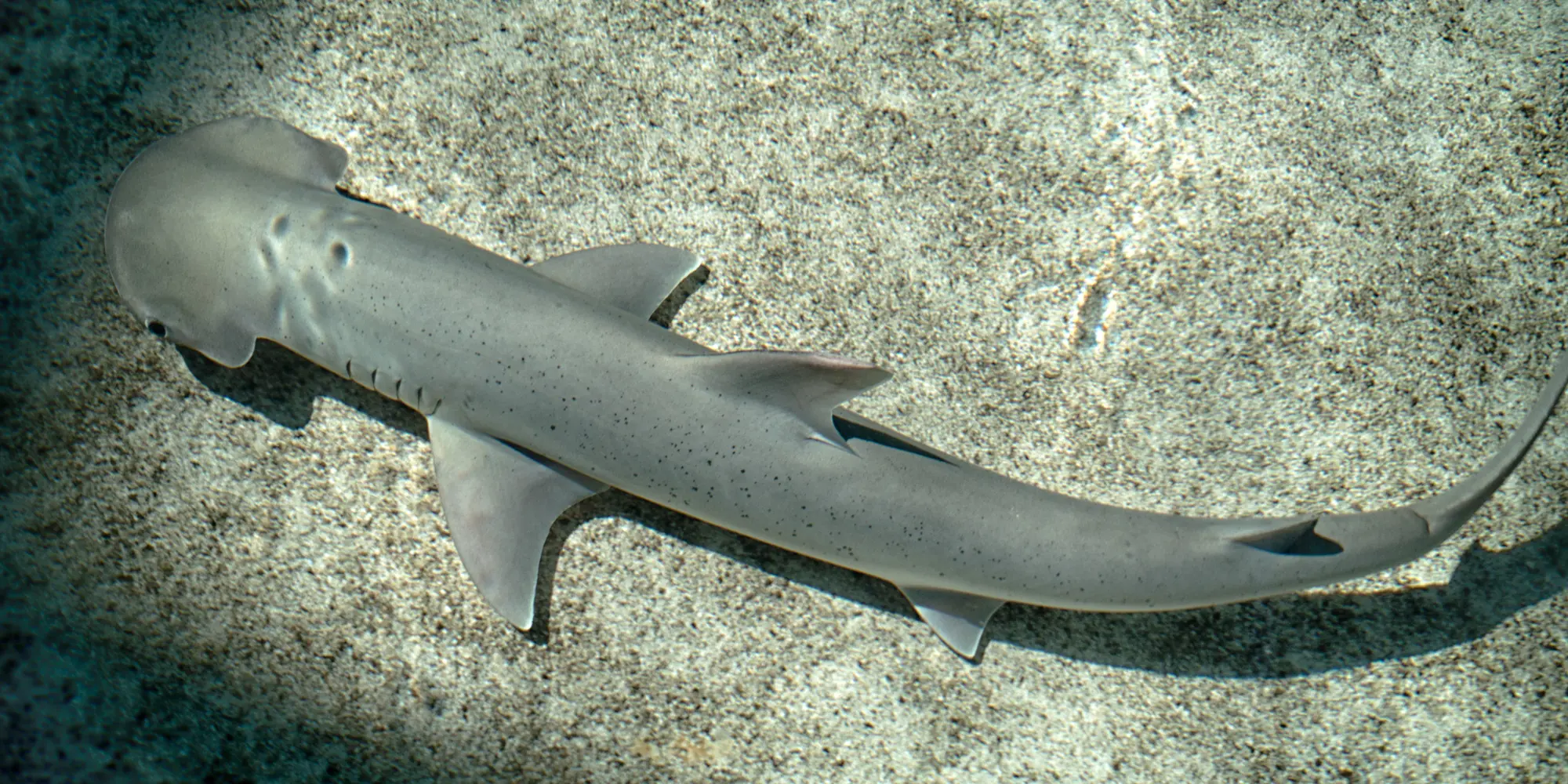 Тихоокеанская лопатоголовая акула (Sphyrna vespertina)