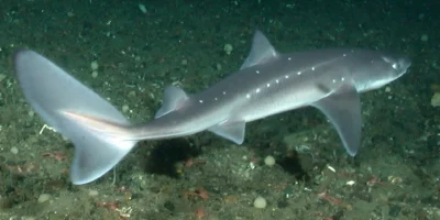 Тихоокеанский катран Squalus suckleyi
