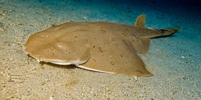 Тихоокеанский морской ангел Squatina californica