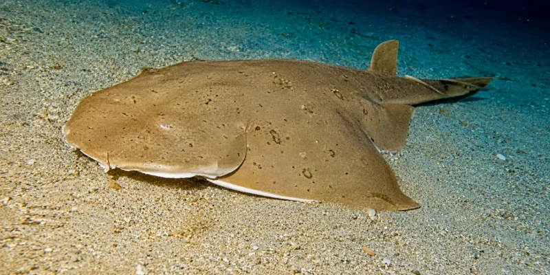 Тихоокеанский морской ангел Squatina californica