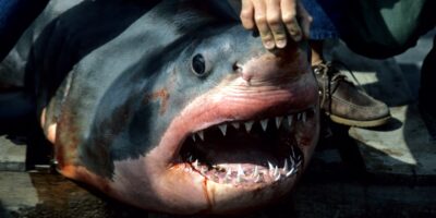 Мёртвая белая акула carcharodon carcharias с открытой пастью