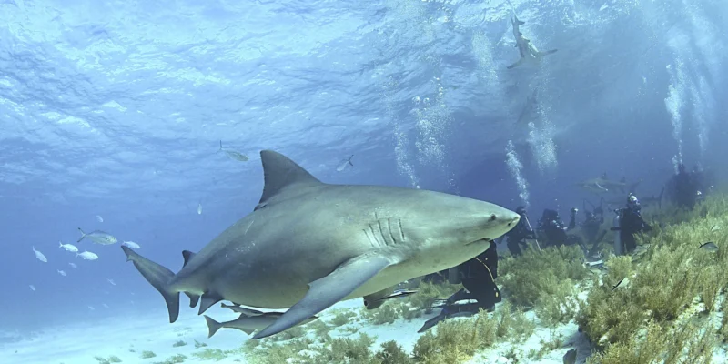 Тупорылая акула (Carcharhinus leucas) над морским дном на Багамах