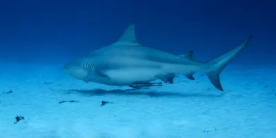 Тупорылая акула Carcharhinus leucas плывёт над песком у Playa del Carmen