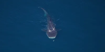 Китовая акула в морском национальном памятнике Northeast Canyons and Seamounts, вид с воздуха