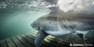 Белая акула под водой во время экспедиции OCEARCH у берегов Новой Шотландии