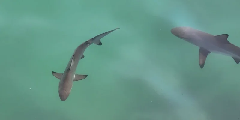 Молодая чернопёрая акула Carcharhinus limbatus у поверхности воды