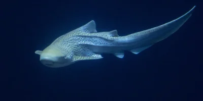 Зебровая акула Stegostoma tigrinum