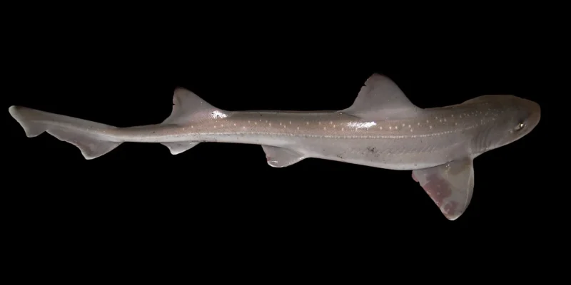 Звёздчатая кунья акула Mustelus asterias в южной части Северного моря
